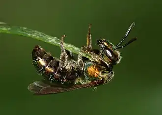Agapostemon virescens