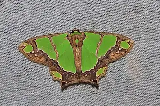 Agathia rubrilineata