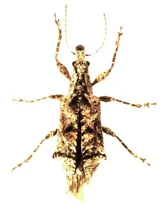 Agathinus tridens