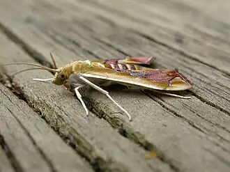 Agathodes ostentalis