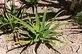 Agave bracteosa