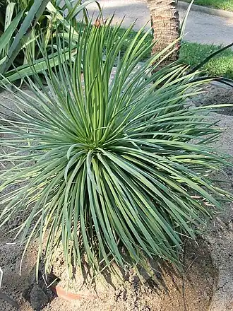 Agave stricta