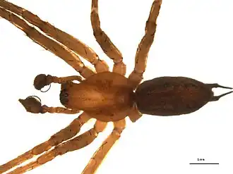 Agelenopsis utahana