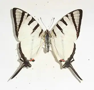 Graphium agetes