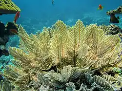 Aglaophenia cupressina (Aglaopheniidae)