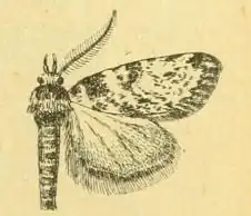 Aglossa rabatalis