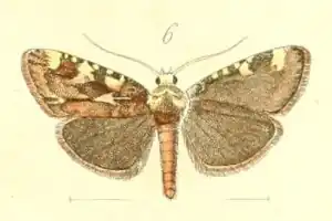 Aglossa signicostalis