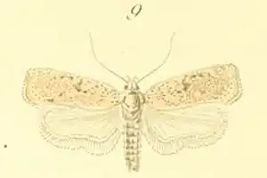 Agonopterix aspersella