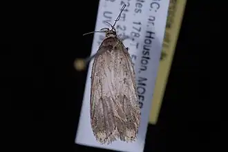 Agonopterix canadensis