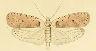 Agonopterix cervariella