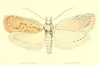 Agonopterix irrorata