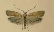 Agonopterix nodiflorella