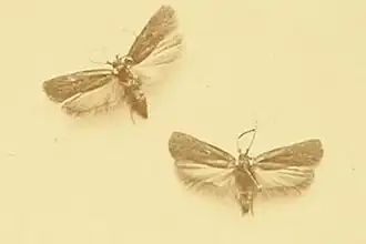 Agonopterix oinochroa