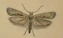 Agonopterix silerella