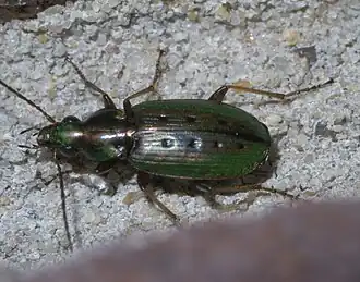 Agonum octopunctatum