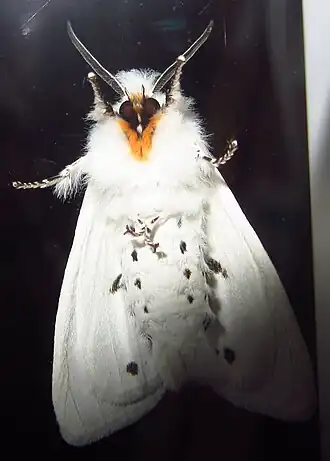 Spilosoma congrua
