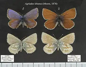 Agriades lehanus