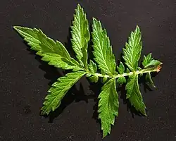 Gewone agrimonie (Agrimonia eupatoria)afgebroken geveerd