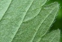 Achterkant blaadje (deelblad)