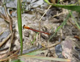 Agriocnemis minima