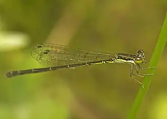 Agriocnemis rubricauda