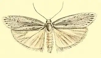 Agriophara cinderella