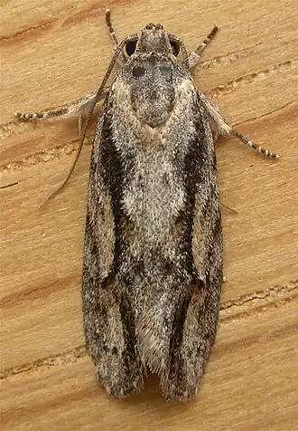 Agriophara leptosemela
