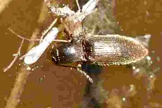 Agriotes pallidulus