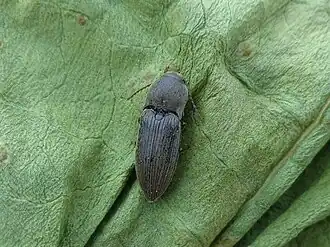 Donkere akkerkniptor