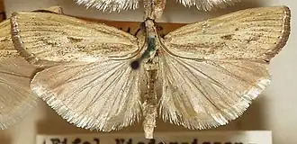 Agriphila inquinatella