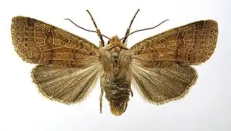 Agrochola nitidaRoodbruine herfstuil