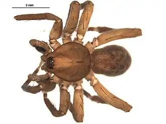 Agroeca ornata