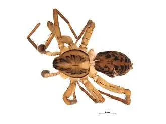 Agroeca pratensis