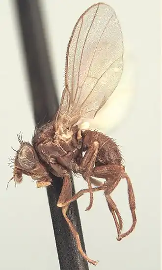 Agromyza frontella