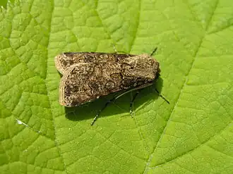Agrotis clavisGeoogde worteluil