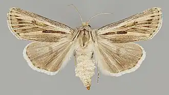 Agrotis daedalus