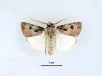 Agrotis interjectionis