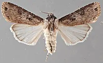 Agrotis malefida