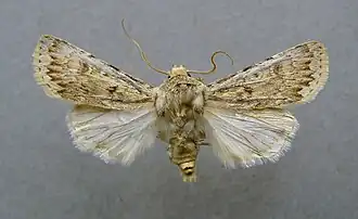 Agrotis ripaeDuinworteluil