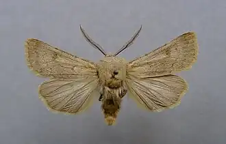 Agrotis turatii