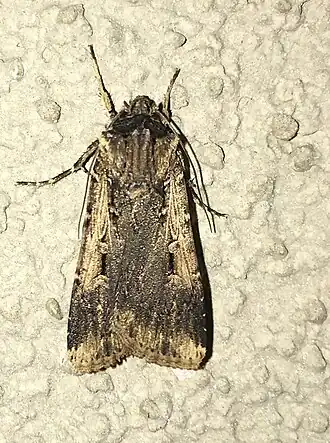 Agrotis volubilis
