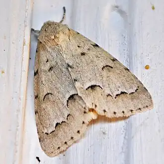Acronicta innotata