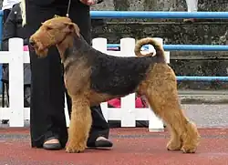 Airedale Terriër.