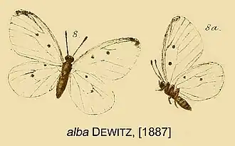 Pentila alba