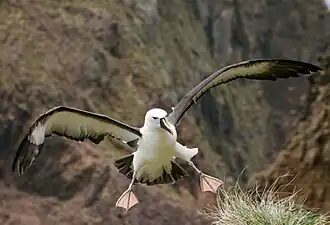 Atlantische geelneusalbatros