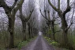 Boslaan aan oostzijde van de Alberdaheerd