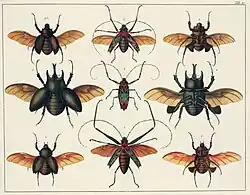 Insecten. Prent uit de "Thesaurus"