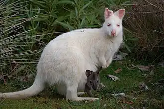 Albino wallaby op Brunyeiland