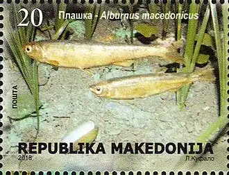 Alburnus macedonicus