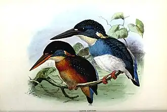 Javaanse blauwborstijsvogel